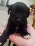 cão 