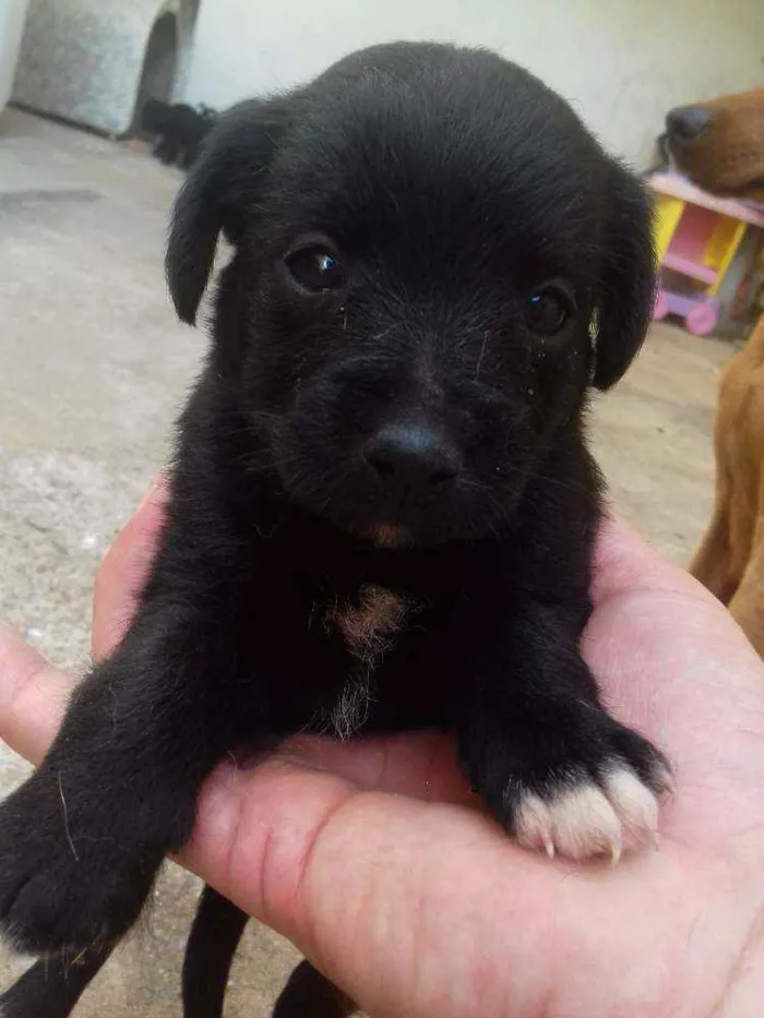 Cachorro raça srd idade Abaixo de 2 meses nome cão 