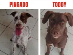 Cachorro raça Viralata idade 2 anos nome Pingado e Toddy