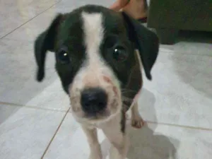 Cachorro raça Sem raça definida  idade 2 a 6 meses nome Vaquinha