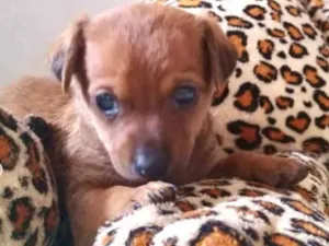Cachorro raça Mestiço  idade Abaixo de 2 meses nome Pingo 