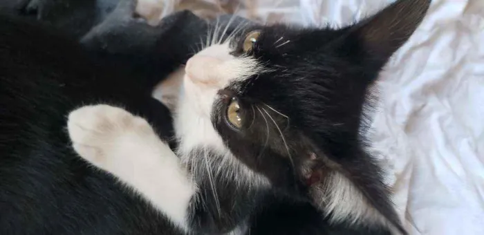 Gato ra a Sem raca idade Abaixo de 2 meses nome Frajola