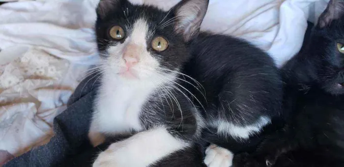 Gato ra a Sem raca idade Abaixo de 2 meses nome Frajola