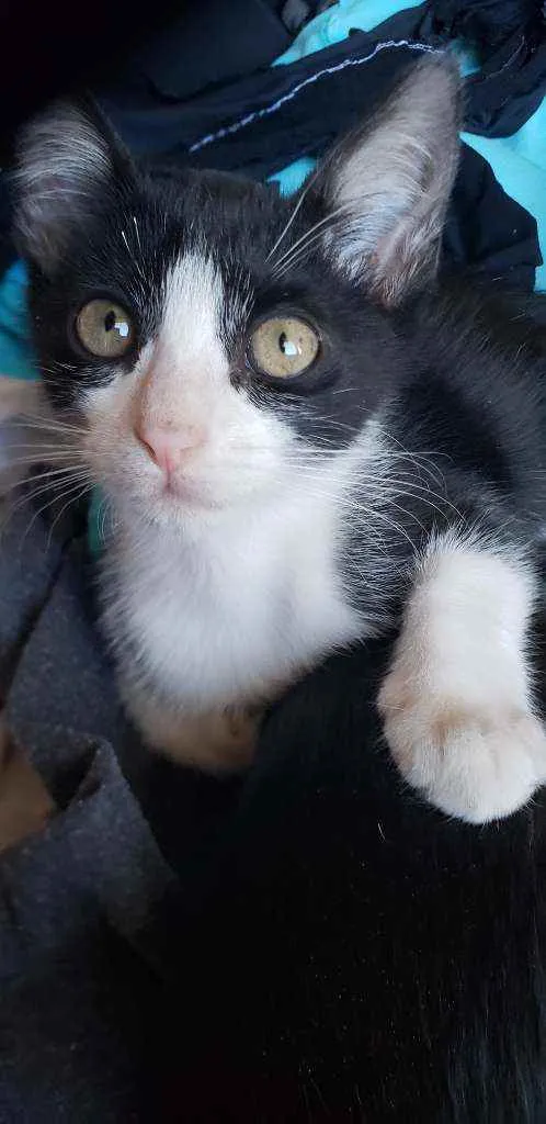 Gato ra a Sem raca idade Abaixo de 2 meses nome Frajola