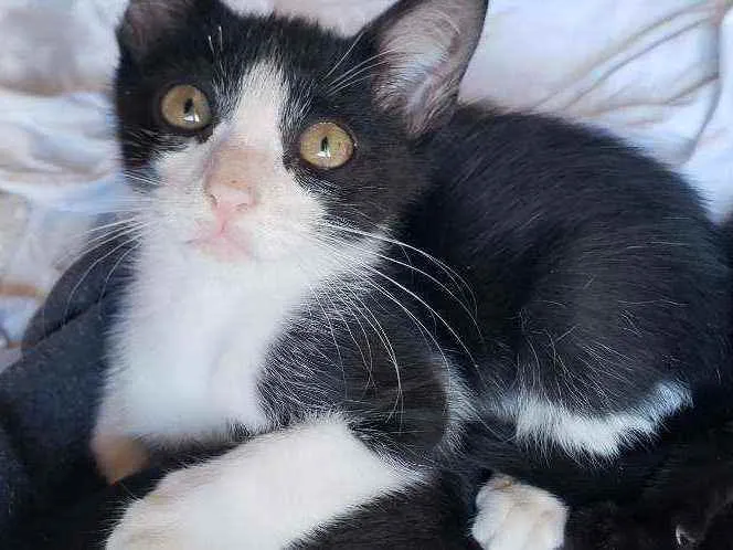 Gato ra a Sem raca idade Abaixo de 2 meses nome Frajola
