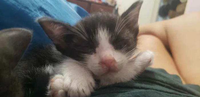 Gato ra a Sem raca idade Abaixo de 2 meses nome Frajola