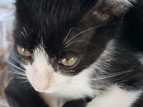 Gato ra a Sem raca idade Abaixo de 2 meses nome Frajola