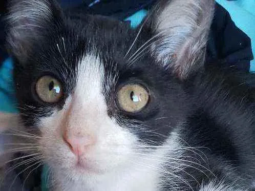 Gato ra a Sem raca idade Abaixo de 2 meses nome Frajola