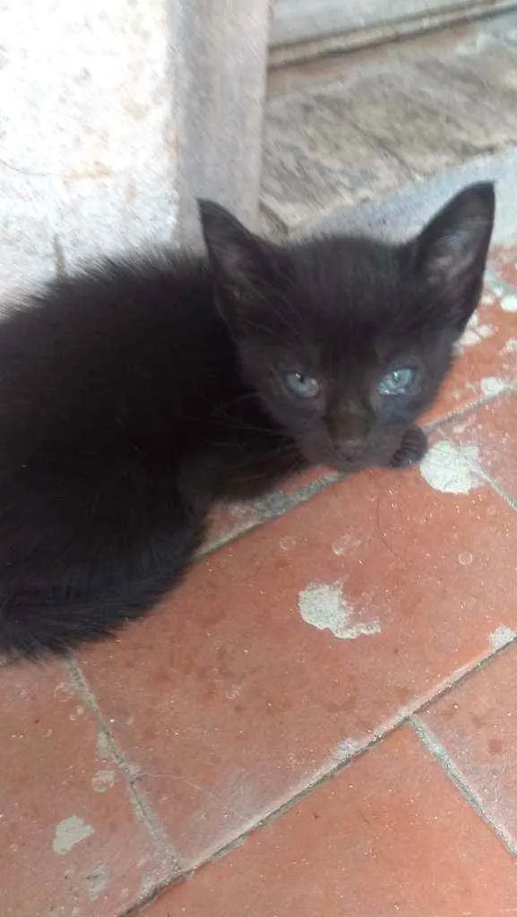 Gato ra a Sem raça definida idade 2 a 6 meses nome Sem nome 