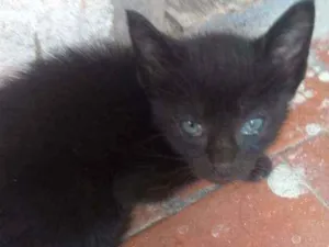 Gato raça Sem raça definida idade 2 a 6 meses nome Sem nome 