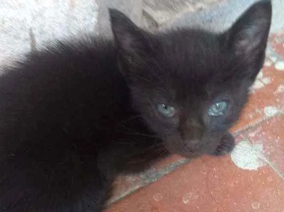 Gato ra a Sem raça definida idade 2 a 6 meses nome Sem nome 