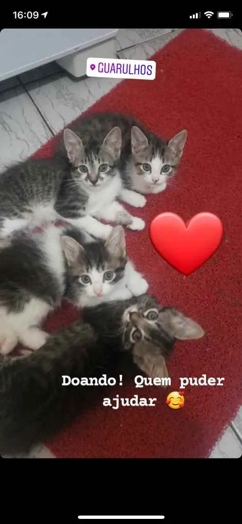 Gato ra a  idade 2 a 6 meses nome Gatinho