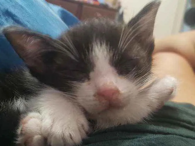 Gato ra a Sem raca idade Abaixo de 2 meses nome Frajola
