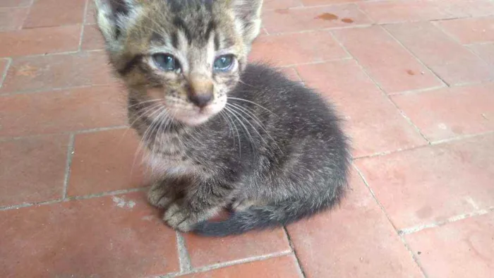 Gato ra a Sem raça definida idade 2 a 6 meses nome Sem nome