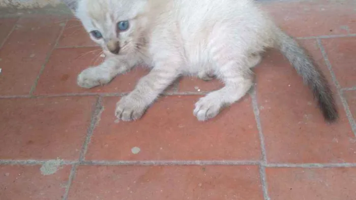 Gato ra a Sem raça definida idade 2 a 6 meses nome Sem nome