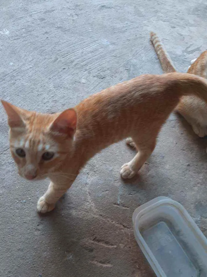 Cachorro ra a Tem várias  idade 2 a 6 meses nome Sem nome,são filhote