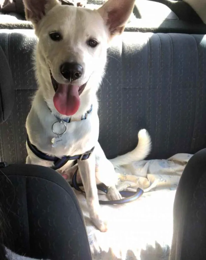 Cachorro ra a Sem raça refinida idade 7 a 11 meses nome Apolo