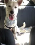 Apolo