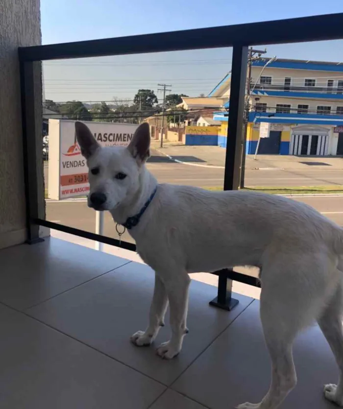 Cachorro ra a Sem raça refinida idade 7 a 11 meses nome Apolo