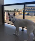Apolo