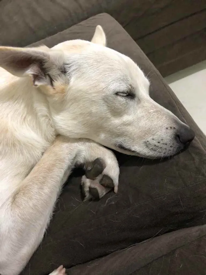 Cachorro ra a Sem raça refinida idade 7 a 11 meses nome Apolo