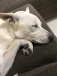 Apolo