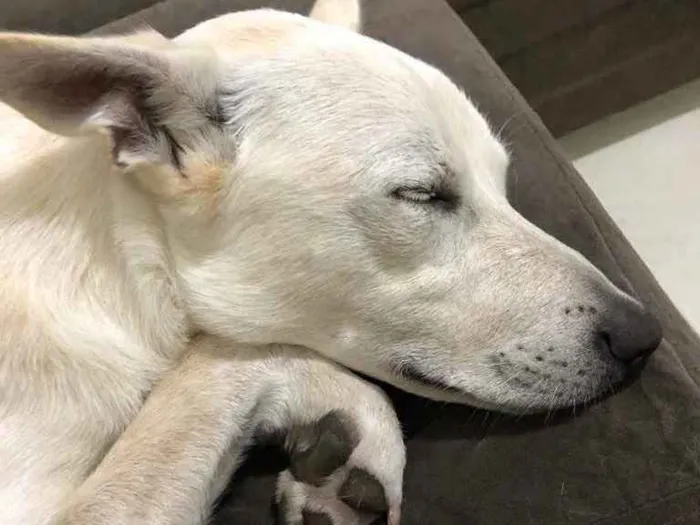 Cachorro ra a Sem raça refinida idade 7 a 11 meses nome Apolo
