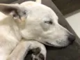 Apolo