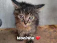Gato 
