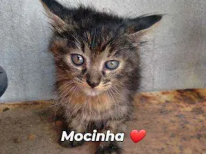 Gato raça Não informado  idade Abaixo de 2 meses nome Gato 