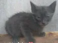 Gato 