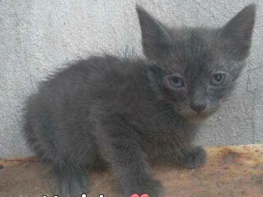 Gato ra a Não informado  idade Abaixo de 2 meses nome Gato 