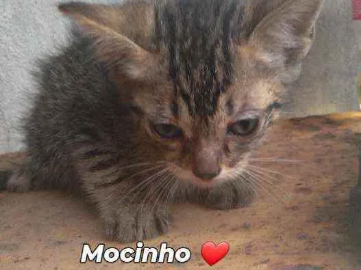 Gato ra a Não informado  idade Abaixo de 2 meses nome Gato 
