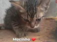 Gato