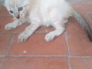 Gato raça Sem raça definida idade 2 a 6 meses nome Sem nome