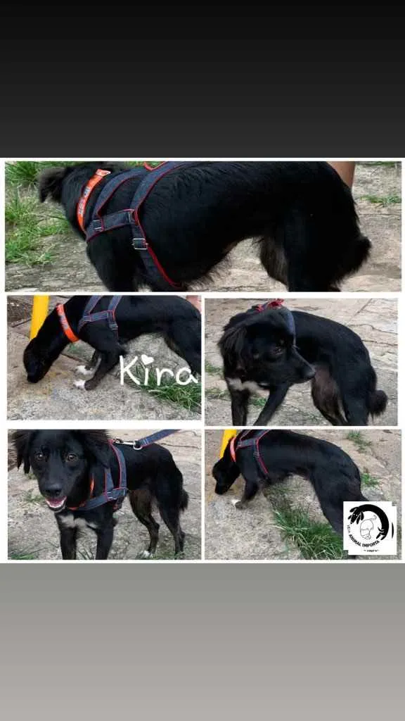 Cachorro ra a SRD idade 1 ano nome Kira