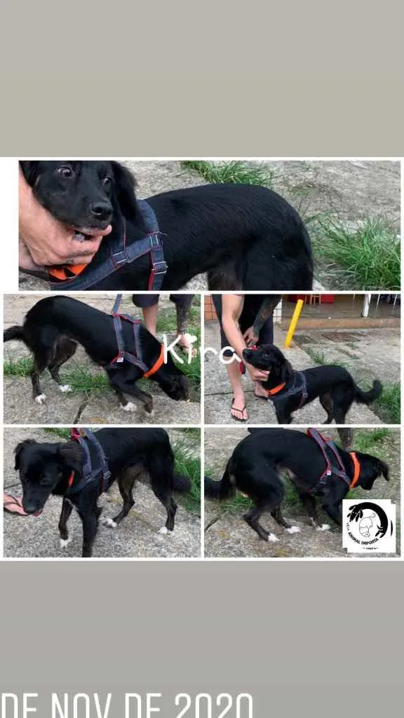 Cachorro ra a SRD idade 1 ano nome Kira