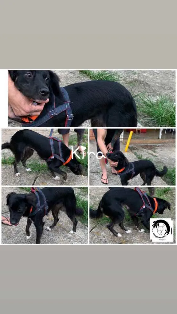 Cachorro ra a SRD idade 1 ano nome Kira