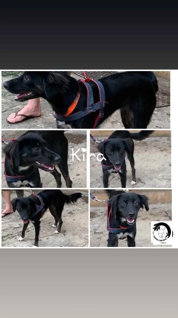 Cachorro ra a SRD idade 1 ano nome Kira