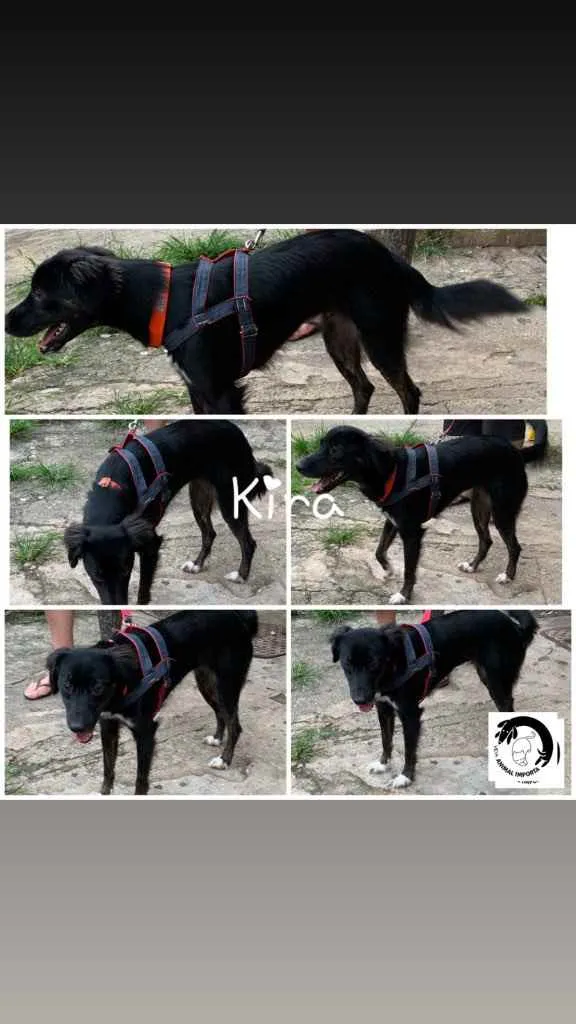 Cachorro ra a SRD idade 1 ano nome Kira