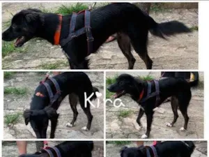 Cachorro raça SRD idade 1 ano nome Kira