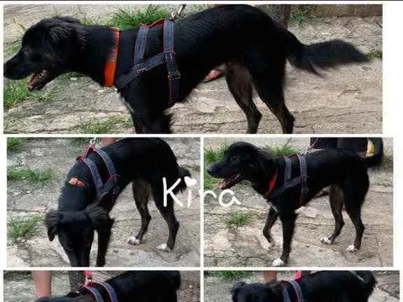 Cachorro ra a SRD idade 1 ano nome Kira