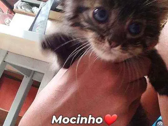 Gato ra a Não informado  idade Abaixo de 2 meses nome Gato 