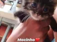 Gato