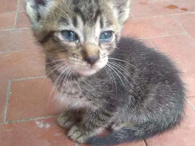 Gato ra a Sem raça definida idade 2 a 6 meses nome Sem nome
