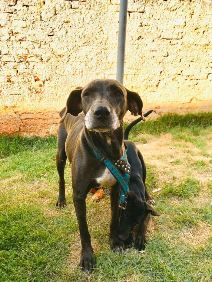 Cachorro ra a weimaraner idade 6 ou mais anos nome Hanna