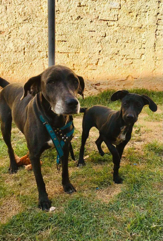 Cachorro ra a weimaraner idade 6 ou mais anos nome Hanna