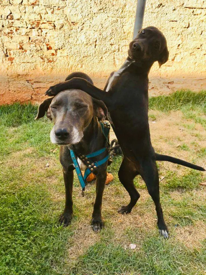 Cachorro ra a weimaraner idade 2 a 6 meses nome Ruby 