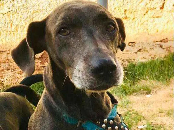 Cachorro ra a weimaraner idade 6 ou mais anos nome Hanna