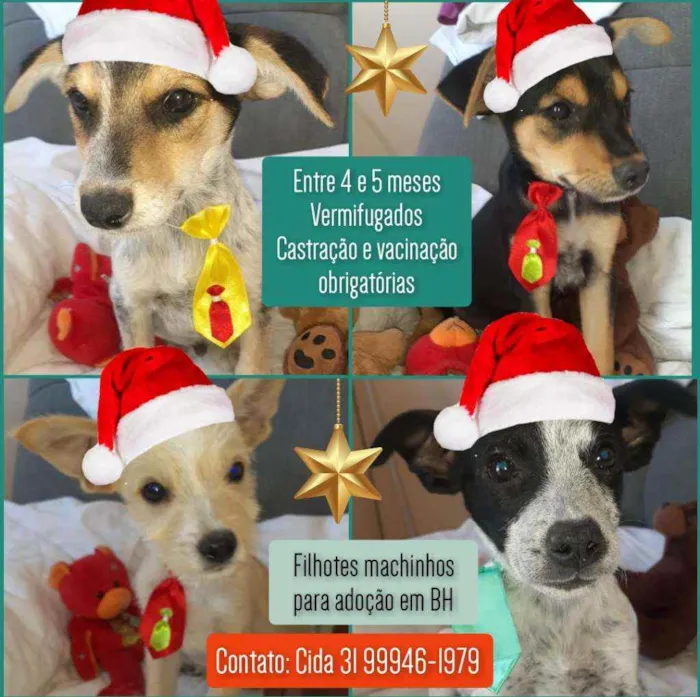Cachorro raça Srd idade 2 a 6 meses nome Filhotinhos